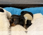 Small Photo #31 Yorkshire Terrier Puppy For Sale in ORLANDO, FL, USA