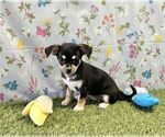 Small #25 Chihuahua