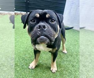 Bulldog-Unknown Mix Dogs for adoption in San Francisco, CA, USA