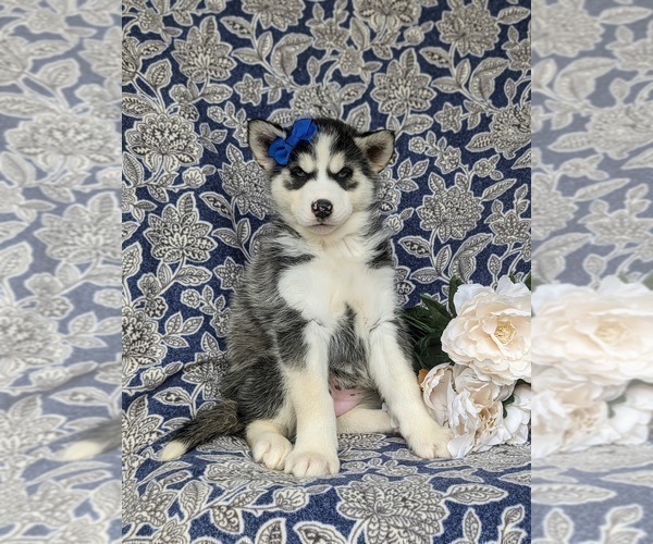 Medium Photo #5 Siberian Husky Puppy For Sale in QUARRYVILLE, PA, USA
