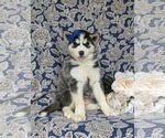 Small Photo #5 Siberian Husky Puppy For Sale in QUARRYVILLE, PA, USA
