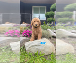 Small Photo #5 Poodle (Standard) Puppy For Sale in BELLINGHAM, WA, USA