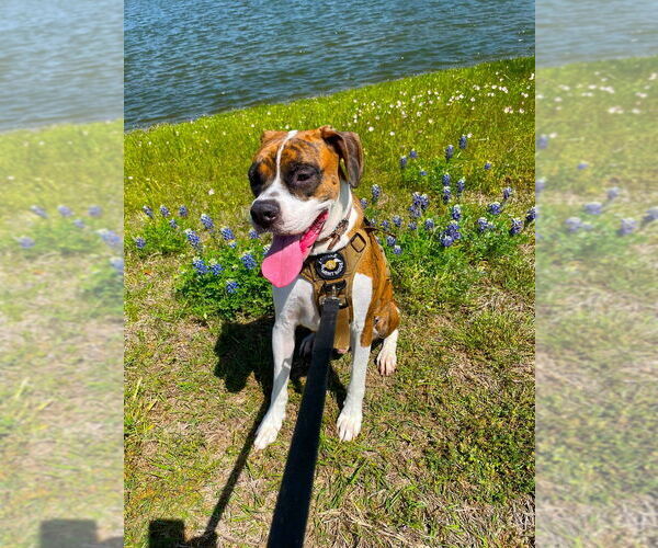 Medium Photo #3 Boxer Puppy For Sale in Austin, TX, USA