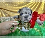 Small Photo #36 French Bulldog Puppy For Sale in HAYWARD, CA, USA