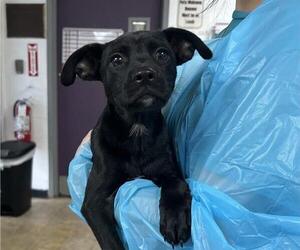 Mutt Dogs for adoption in Raleigh, NC, USA