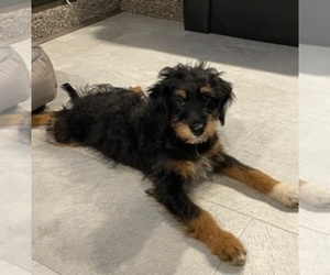 Father of the Aussiedoodle puppies born on 05/06/2022