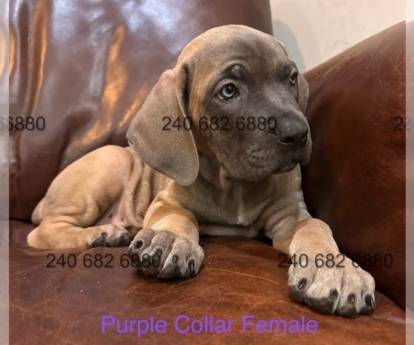 Medium Photo #4 Cane Corso Puppy For Sale in LA PLATA, MD, USA