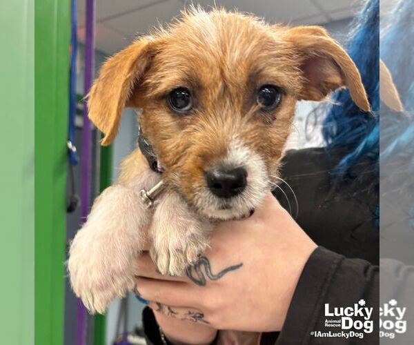 Medium Photo #1 Mutt Puppy For Sale in Washington, DC, USA