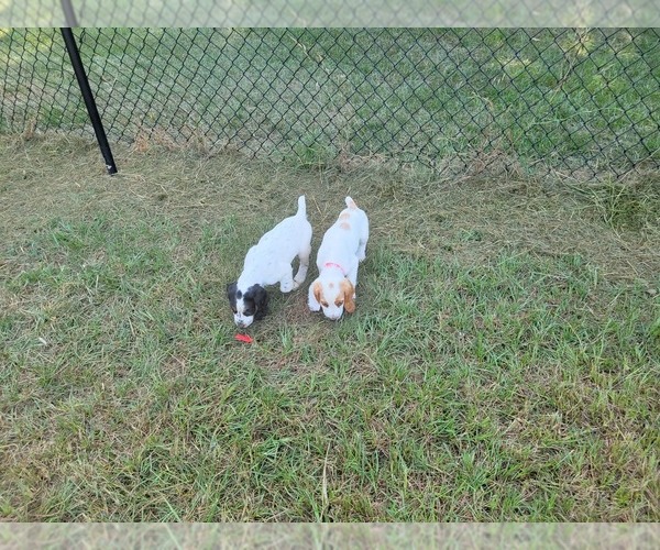Medium Photo #5 Cocker Spaniel Puppy For Sale in MACON, GA, USA
