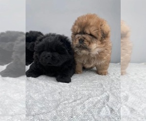 Chow Chow Puppy for sale in CHINO, CA, USA