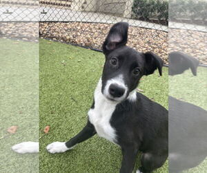 Medium Collie Mix