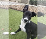 Small Collie Mix