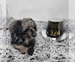 Small Photo #2 Bernedoodle Puppy For Sale in VERONA, MO, USA