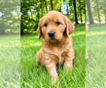 Small #4 Golden Retriever