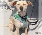 Small #19 Labrador Retriever-Retriever  Mix