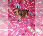 Small Photo #24 Yorkshire Terrier Puppy For Sale in LAPEER, MI, USA