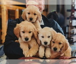 Small Photo #16 Golden Retriever Puppy For Sale in SEBREE, KY, USA