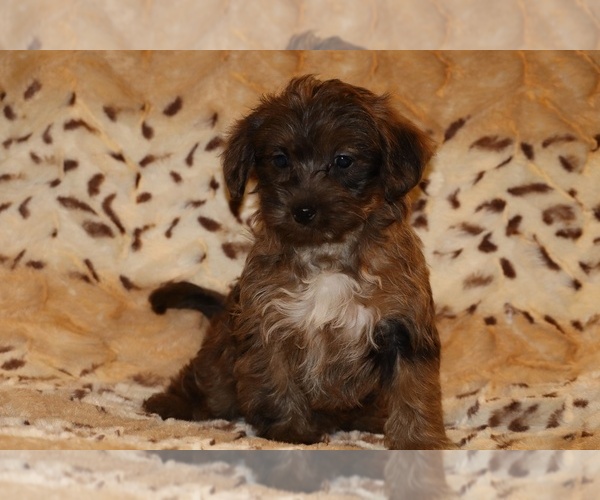 Medium Photo #4 Yorkiepoo mix (+ Poodle Toy) Puppy For Sale in DYERSBURG, TN, USA