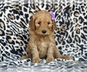 Goldendoodle (Miniature) Puppy for sale in LANCASTER, PA, USA