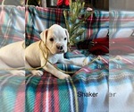 Puppy Shaker Boxer