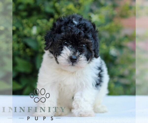 Medium Photo #1 Havapoo Puppy For Sale in NEWMANSTOWN, PA, USA
