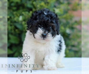 Havapoo Puppy for sale in NEWMANSTOWN, PA, USA