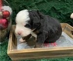 Small Photo #5 Bernese Mountain Dog Puppy For Sale in GREEN FOREST, AR, USA