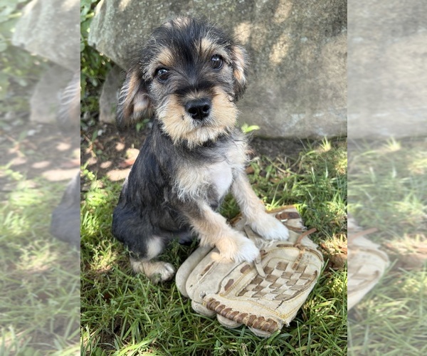 Medium Photo #2 Schnoodle (Miniature) Puppy For Sale in MIDDLEBURY, IN, USA