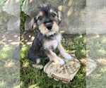 Small #1 Schnoodle (Miniature)