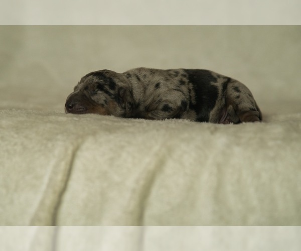 Medium Photo #6 Dachshund Puppy For Sale in NEVADA CITY, CA, USA