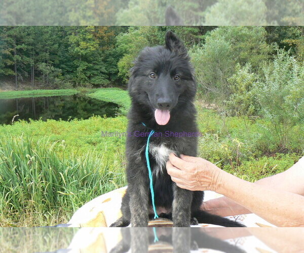 Medium Photo #8 German Shepherd Dog Puppy For Sale in PIEDMONT, MO, USA