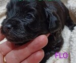 Small #5 Cavapoo