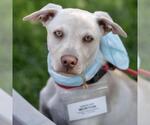 Small #14 Labrador Retriever Mix