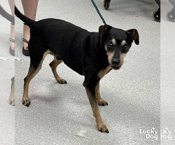Medium Photo #1 Miniature Pinscher-Unknown Mix Puppy For Sale in Washington, DC, USA