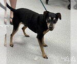 Small Miniature Pinscher Mix