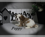 Small #7 Cavalier King Charles Spaniel