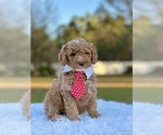 Small Photo #3 Goldendoodle (Miniature) Puppy For Sale in FROSTPROOF, FL, USA