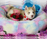 Small Photo #9 Siberian Husky Puppy For Sale in HESPERIA, CA, USA