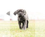 Small Photo #3 Cane Corso Puppy For Sale in MENTONE, IN, USA
