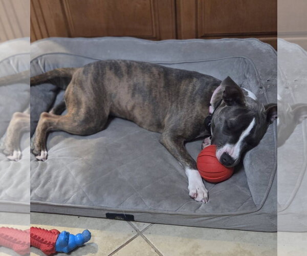 Medium Photo #28 Mutt Puppy For Sale in Mount Laurel, NJ, USA