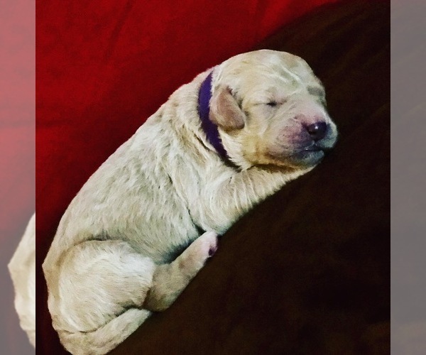 Medium Photo #13 Goldendoodle-Poodle (Standard) Mix Puppy For Sale in VACAVILLE, CA, USA