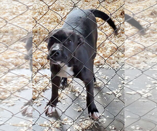 Medium Photo #2 Labrador Retriever-Unknown Mix Puppy For Sale in Mountain View, MO, USA