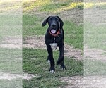 Small Photo #3 Great Dane Puppy For Sale in MBORO, IL, USA