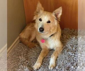 Golden Retriever-Unknown Mix Dogs for adoption in San Diego, CA, USA