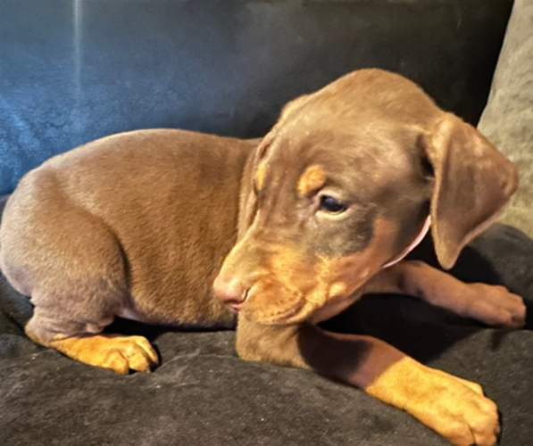 Medium Photo #4 Doberman Pinscher Puppy For Sale in BEAN STATION, TN, USA