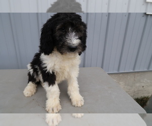 Newfoundland-Poodle (Miniature) Mix Puppy for sale in ANN ARBOR, MI, USA