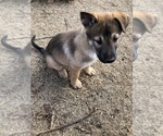 Small Photo #2 German Shepherd Dog-Siberian Husky Mix Puppy For Sale in ELK CITY, OK, USA