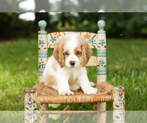Medium Cocker Spaniel