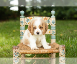 Puppy Max Cocker Spaniel