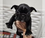 Small Photo #12 French Bulldog Puppy For Sale in Lake elsinore, CA, USA